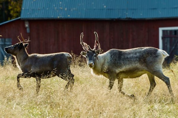 Quels hébergements en Finlande offrent des excursions pour observer les rennes et des ateliers de cuisine locale?