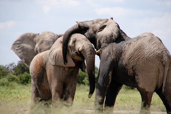 Quels sont les meilleurs spots pour observer les éléphants en liberté dans le parc national d'Etosha, Namibie : périodes et conseils ?